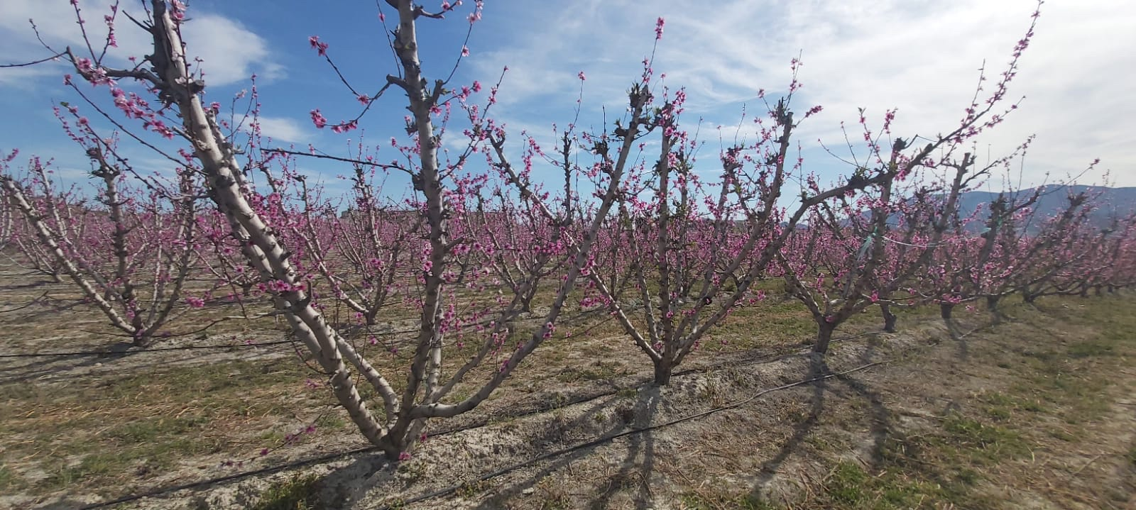 Asgamur estuvo presente en SaborArte, con motivo de la celebración de la Floración en Cieza 2020